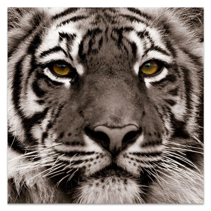 "Eye of the Tiger" Frameless Free Floating Tempered Glass Panel Graphic Wall Art